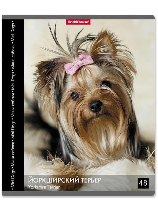 Тетрадь 48 листов в клетку ErichKrause 