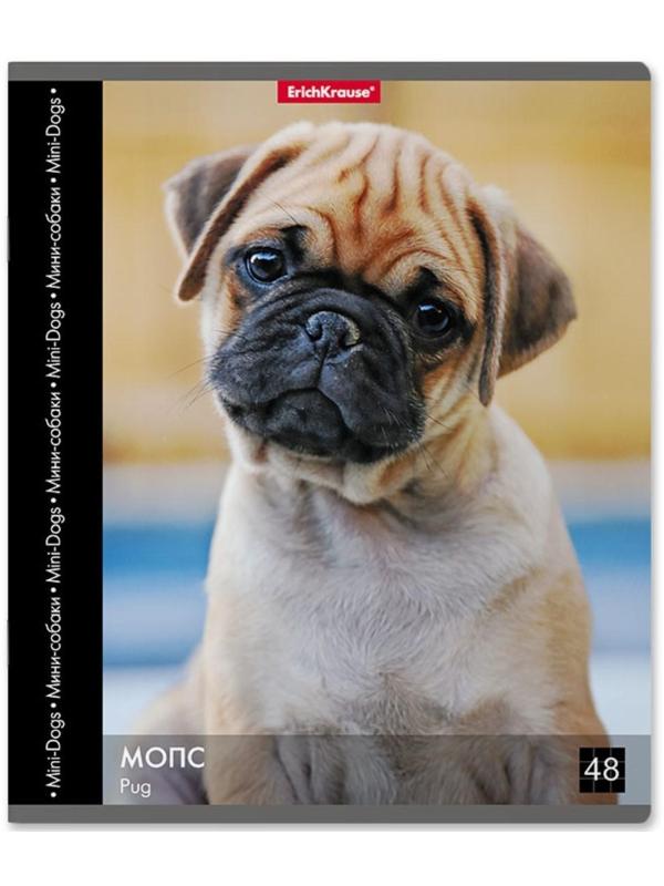 Тетрадь 48 листов в клетку ErichKrause 