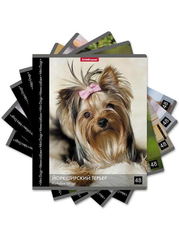 Тетрадь 48 листов в клетку ErichKrause 