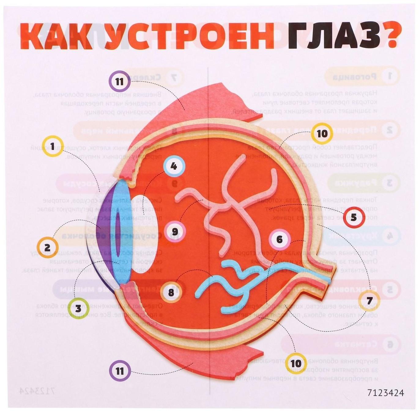 Набор для опытов «Моё тело», глаз