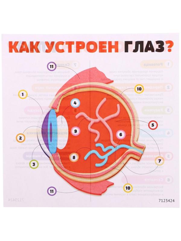 Набор для опытов «Моё тело», глаз