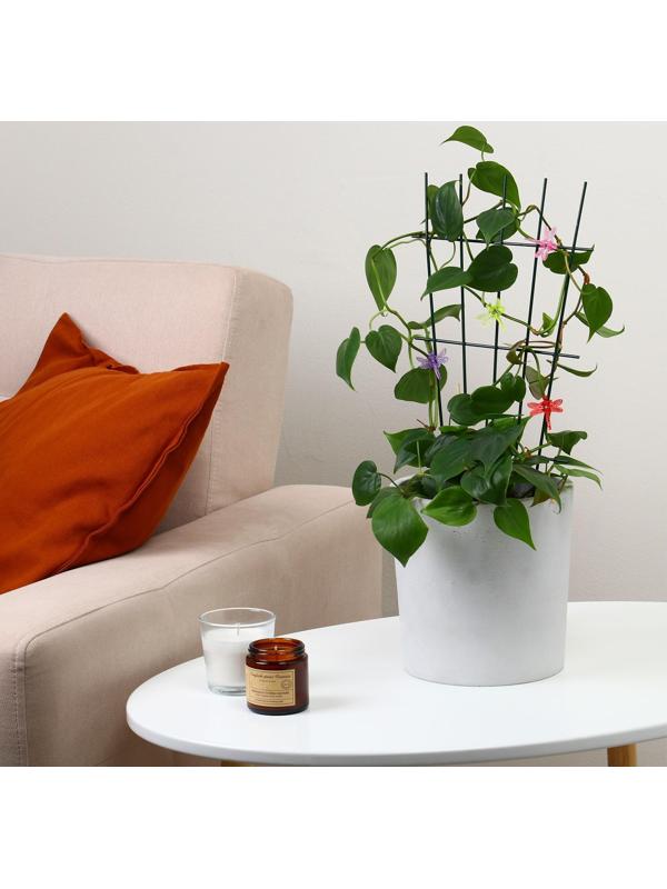 Клипса для растений «Стрекоза», набор 10 шт., МИКС