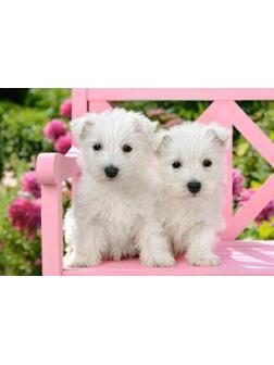 Пазлы 1500 Два белых щенка