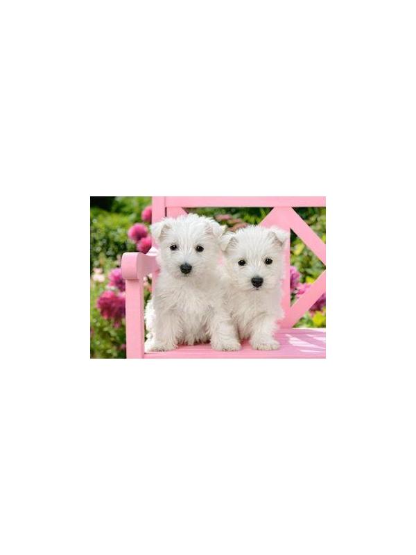 Пазлы 1500 Два белых щенка