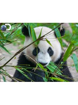 Пазл Super 3D Большая панда, 500 дет.