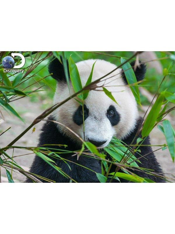 Пазл Super 3D Большая панда, 500 дет.