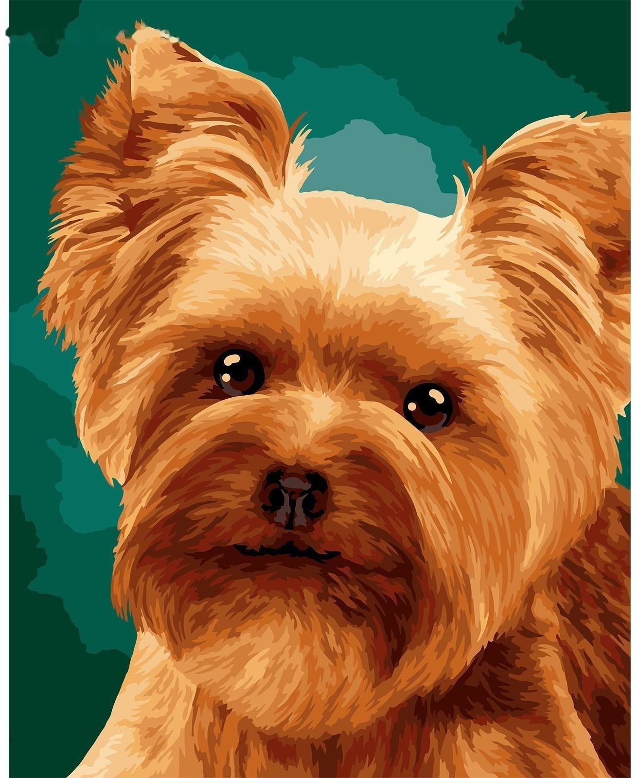 Картина по номерам на холсте с подрамником «Малыш йорк» 40х50 см