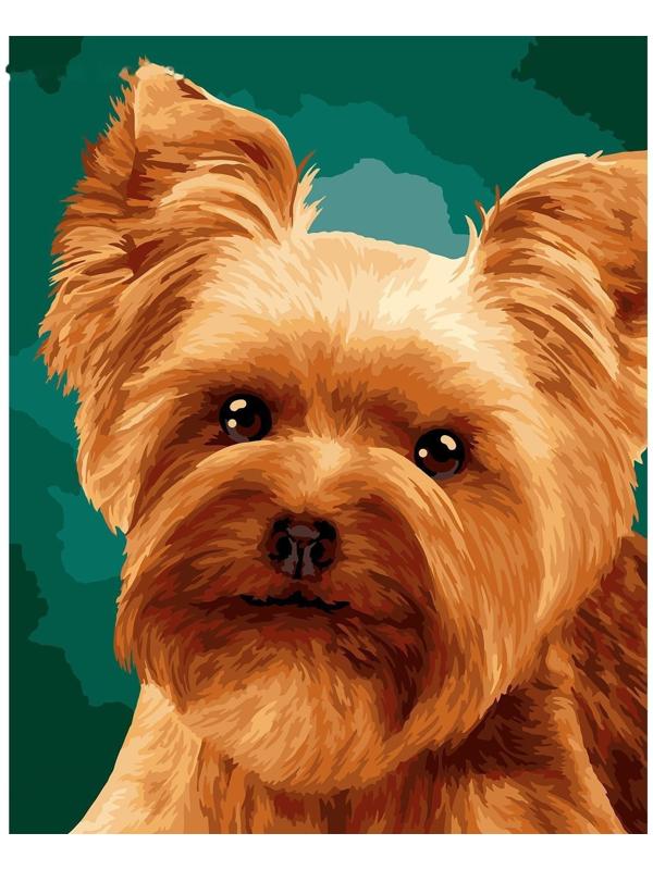 Картина по номерам на холсте с подрамником «Малыш йорк» 40х50 см