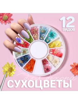 Сухоцветы для декора «Ромашки», 12 видов, в футляре, цвет разноцветный
