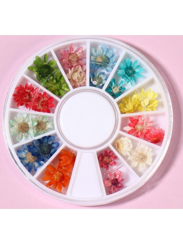 Сухоцветы для декора «Ромашки», 12 видов, в футляре, цвет разноцветный