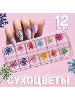 Сухоцветы для декора, 12 видов, в футляре, цвет разноцветный