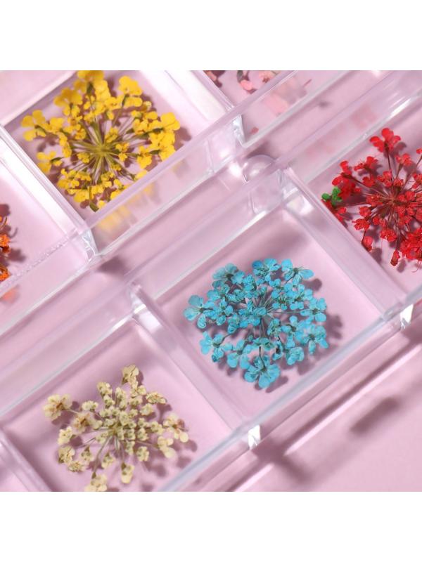 Сухоцветы для декора, 12 видов, в футляре, цвет разноцветный