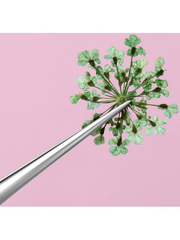 Сухоцветы для декора, 12 видов, в футляре, цвет разноцветный