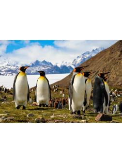 Холст с красками 30 × 40 см, «Королевские пингвины»