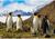 Холст с красками 30 × 40 см, «Королевские пингвины»