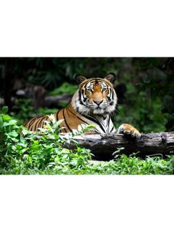 Холст с красками 30 × 40 см «Могучий тигр»