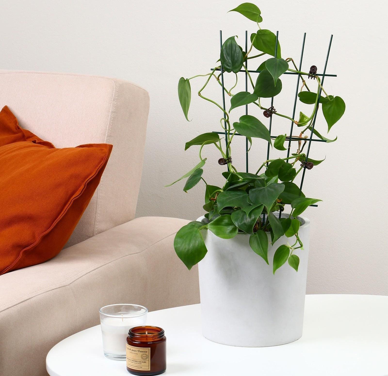 Клипса для растений «Цветы», набор 10 шт., коричневая