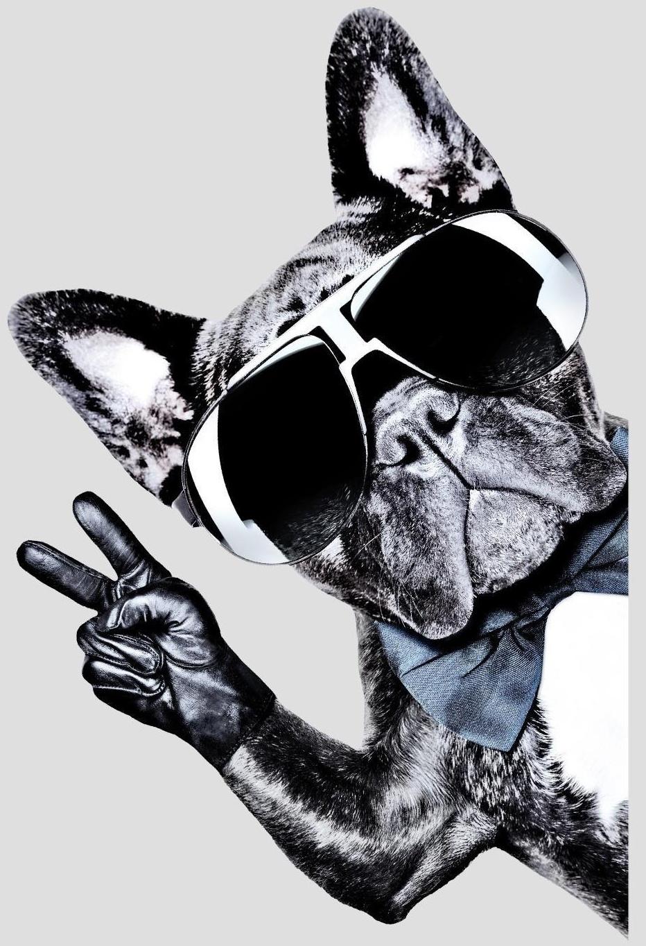 Термотрансфер «Французский бульдог», 14,5 × 21,5 см