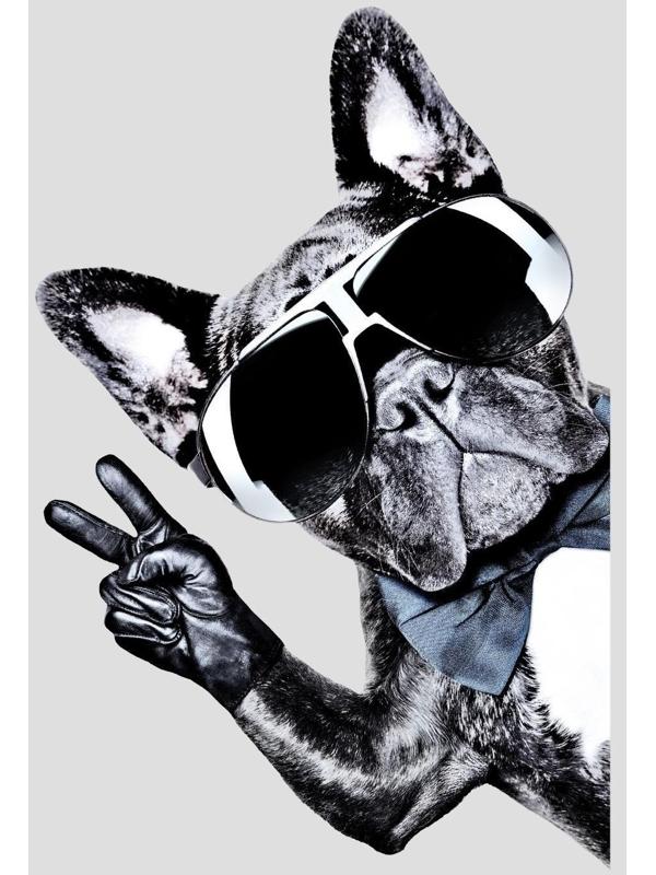 Термотрансфер «Французский бульдог», 14,5 × 21,5 см