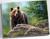 Картина по номерам 40 × 50 см «Сибирский бурый медведь» 20 цветов