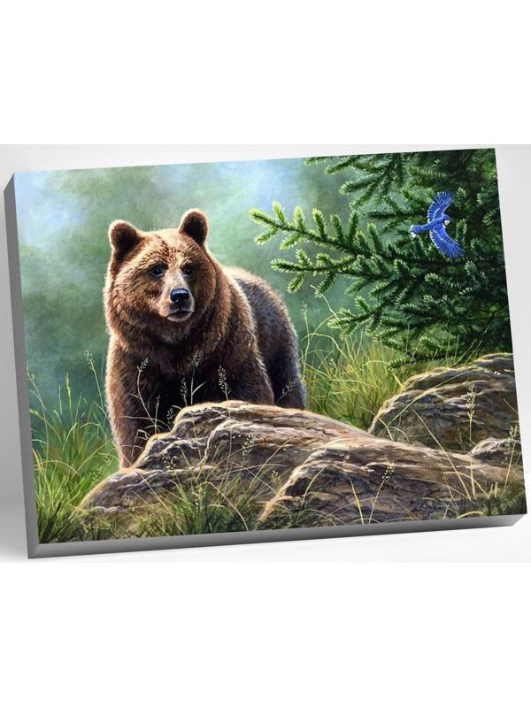 Картина по номерам 40 × 50 см «Сибирский бурый медведь» 20 цветов
