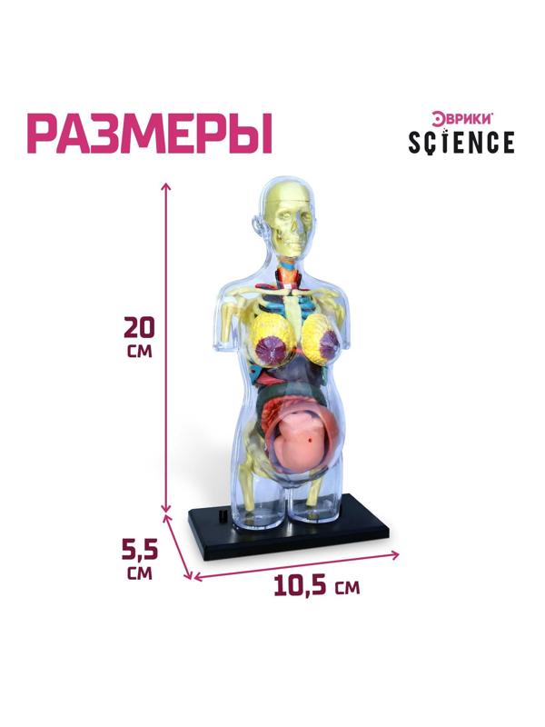 Набор для опытов «Строение тела», беременная женщина