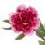 Цветок искусственный Пион, L10 W10 H48 см772432