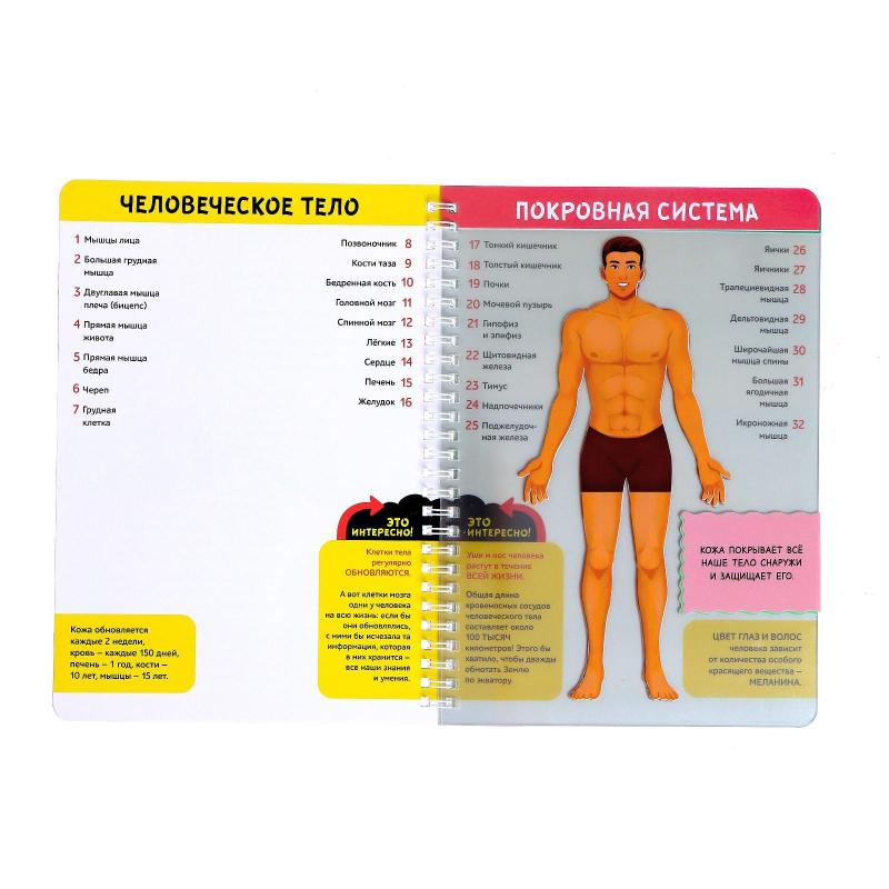 Книга с прозрачными страницами Мое тело, 32 стр. 7041125