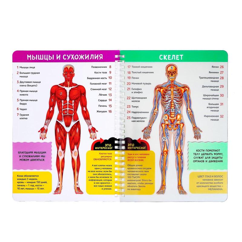 Книга с прозрачными страницами Мое тело, 32 стр. 7041125