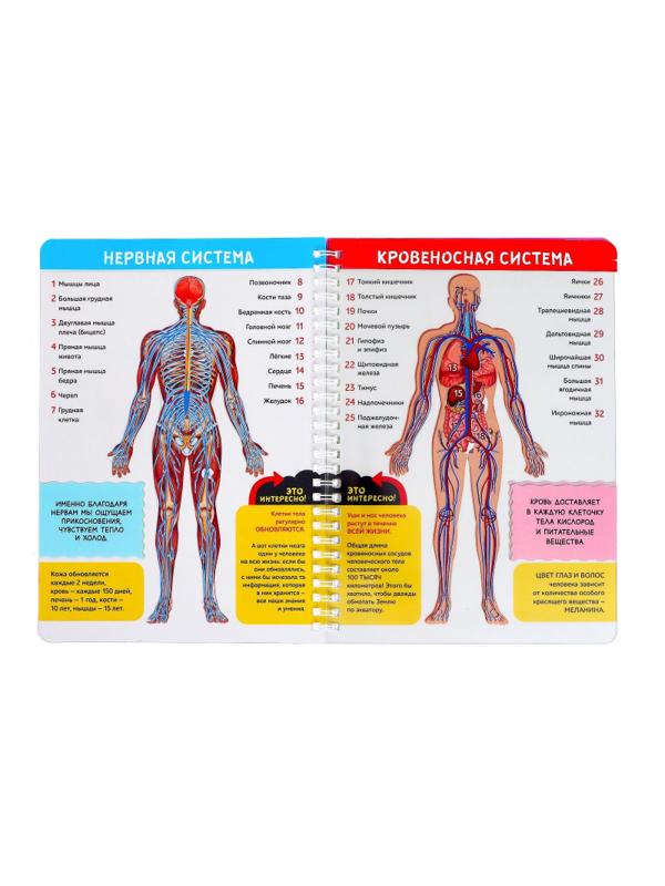 Книга с прозрачными страницами Мое тело, 32 стр. 7041125