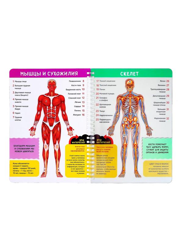 Книга с прозрачными страницами Мое тело, 32 стр. 7041125