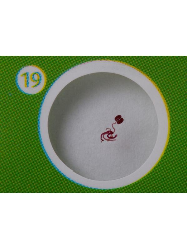 Набор микропрепаратов Levenhuk LabZZ CP24, существа и растения 72870