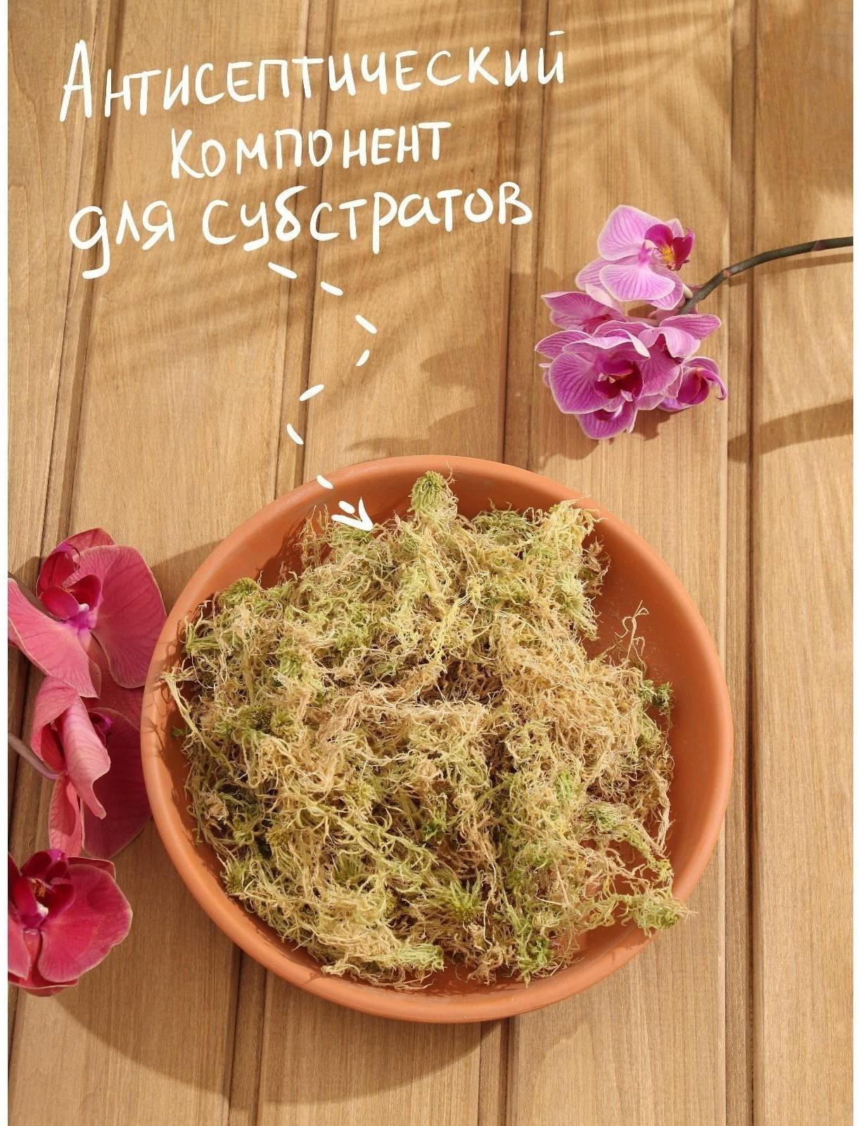 Мох сфагнум 