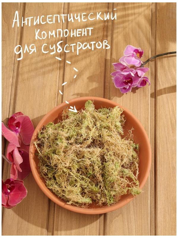 Мох сфагнум 