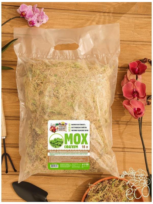 Мох сфагнум 