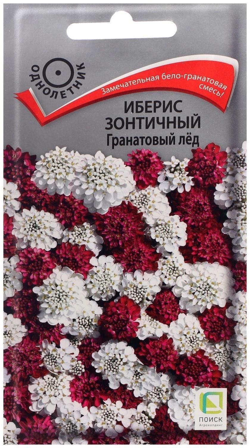 Семена цветов Иберис зонтичный 