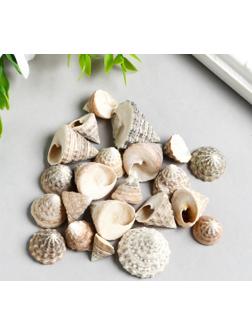 Ракушки декоративные 