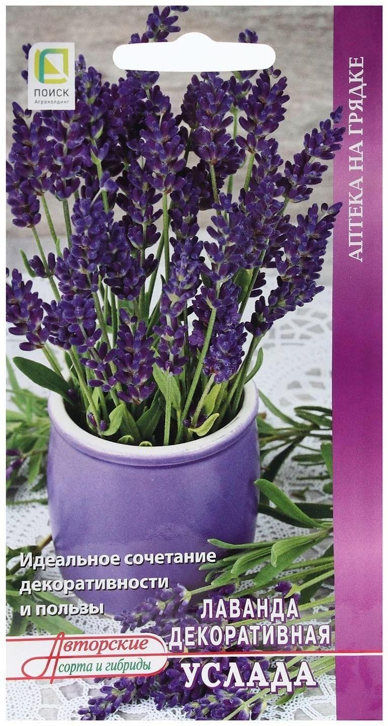 Семена Лаванда декоративная 