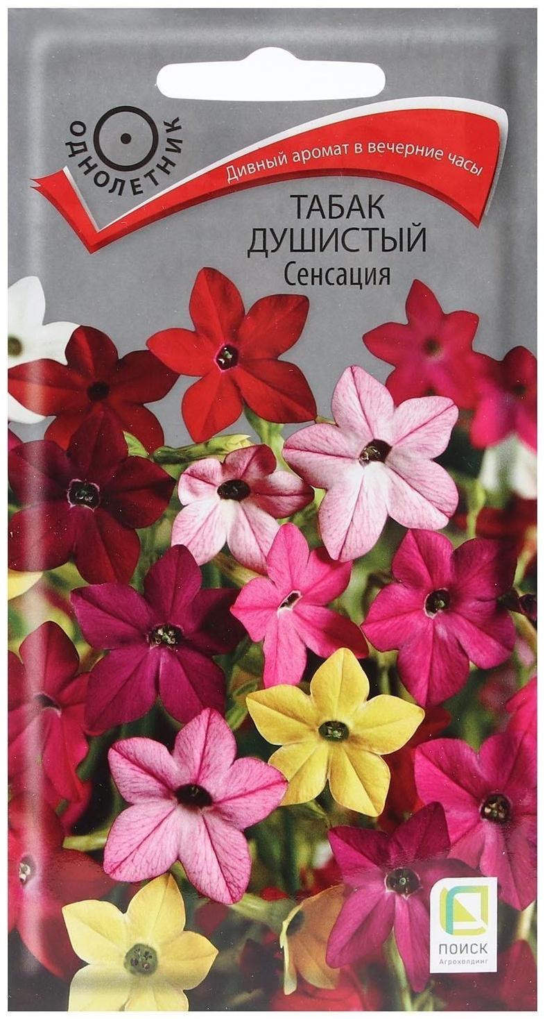 Семена цветов Табак Душистый 
