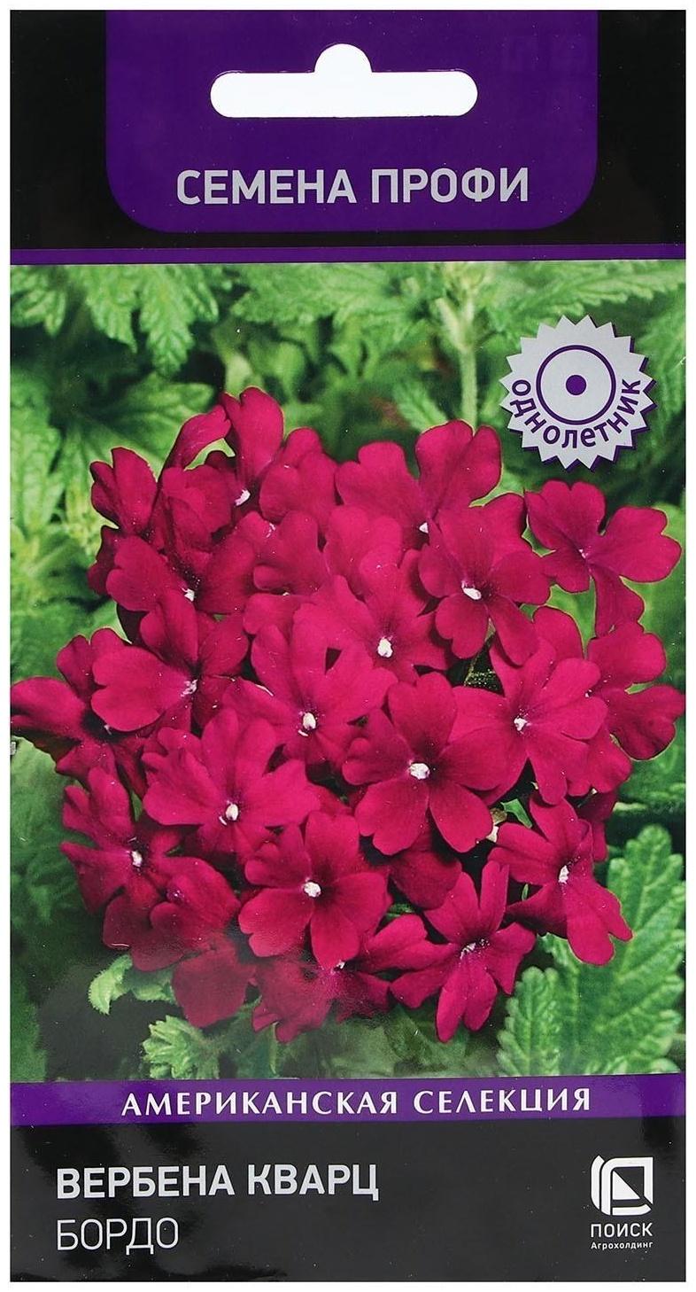 Семена цветов Вербена 