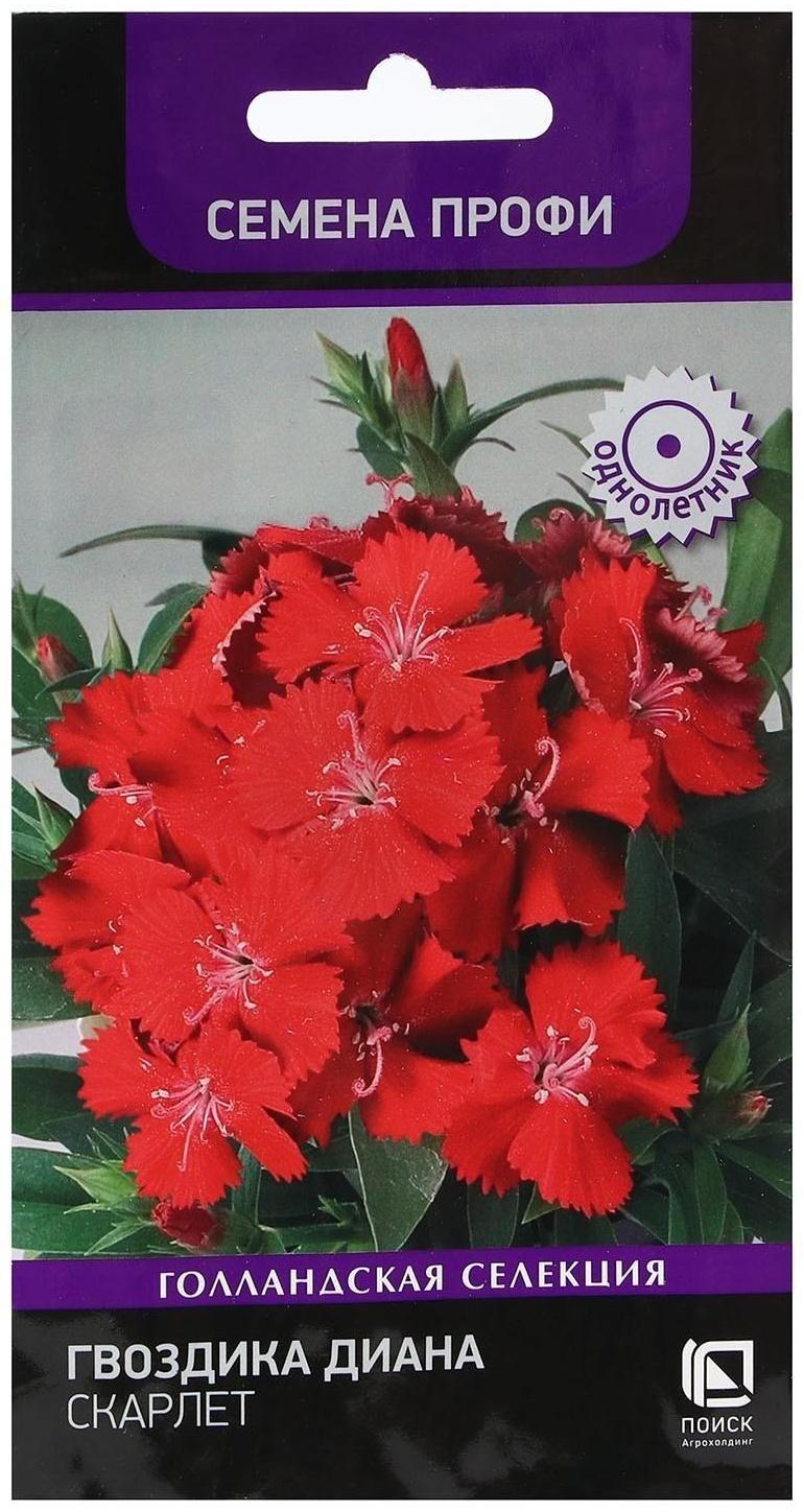 Семена цветов Гвоздика 