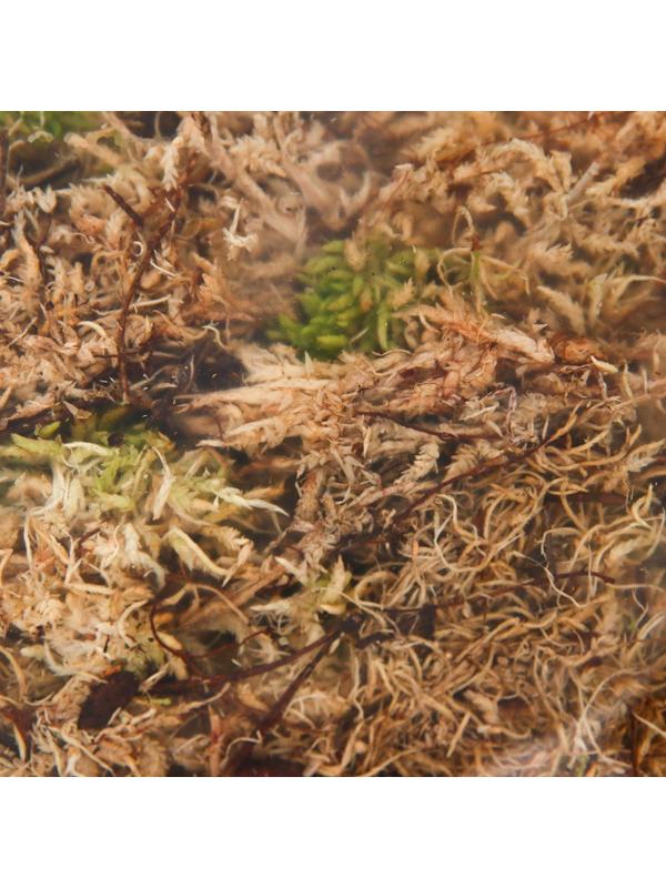 Мох сфагнум для террариумов 