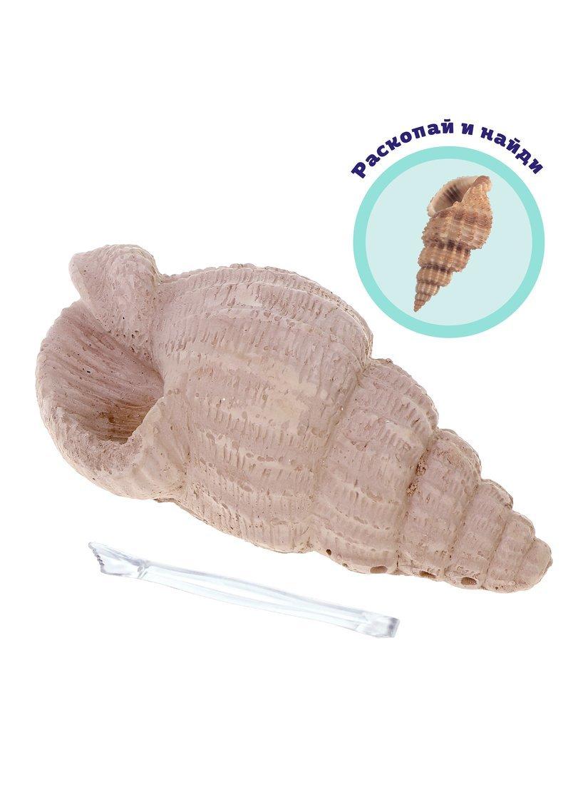 Набор раскопок Ракушка