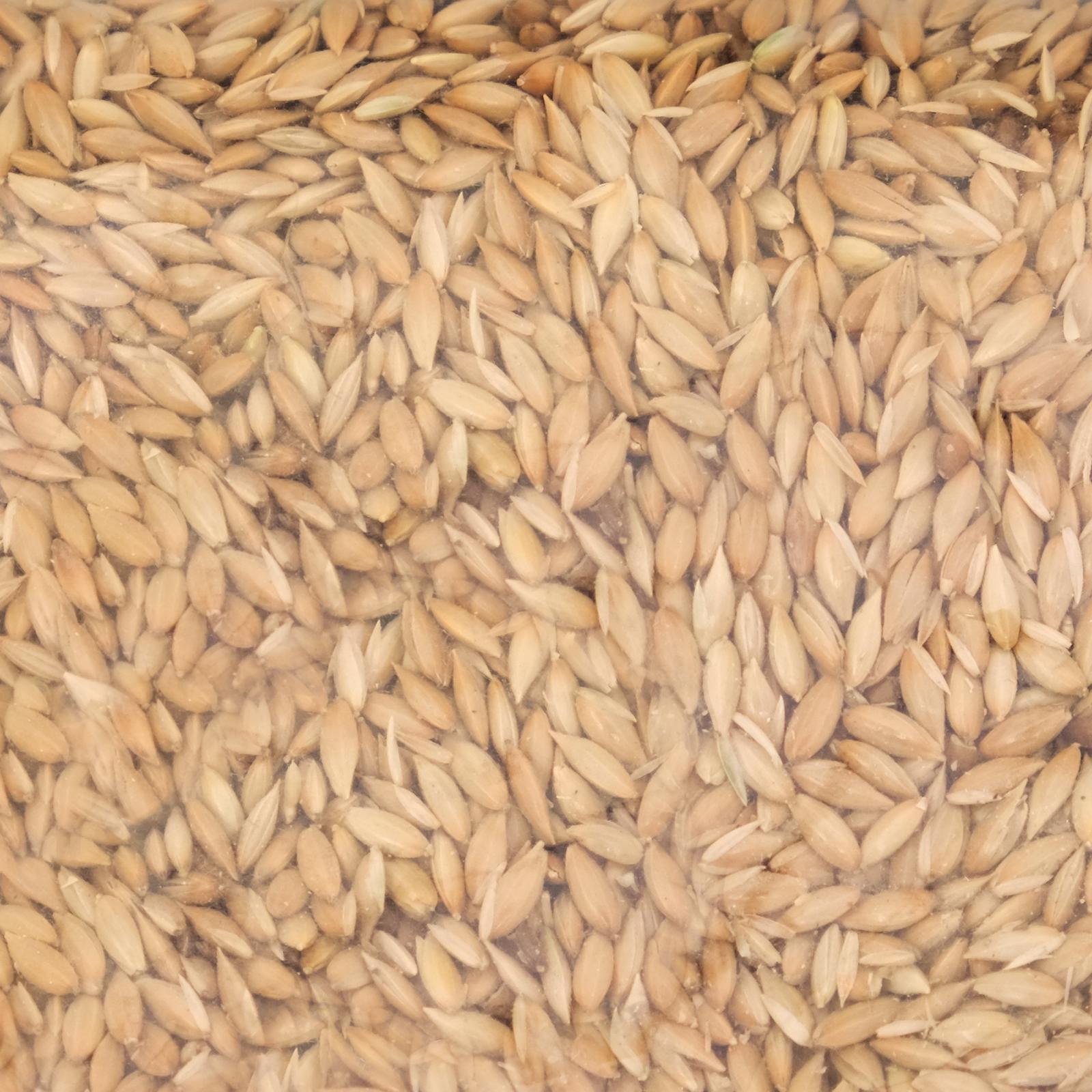 Канареечное семя 