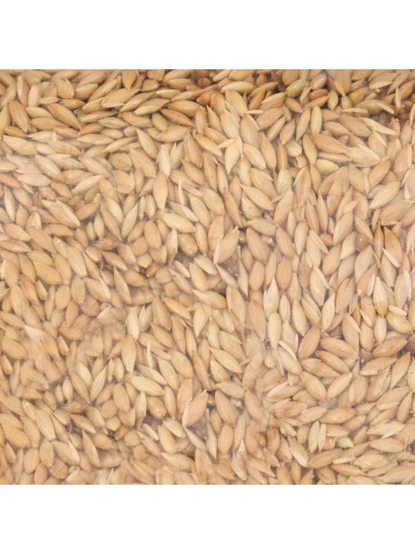 Канареечное семя 