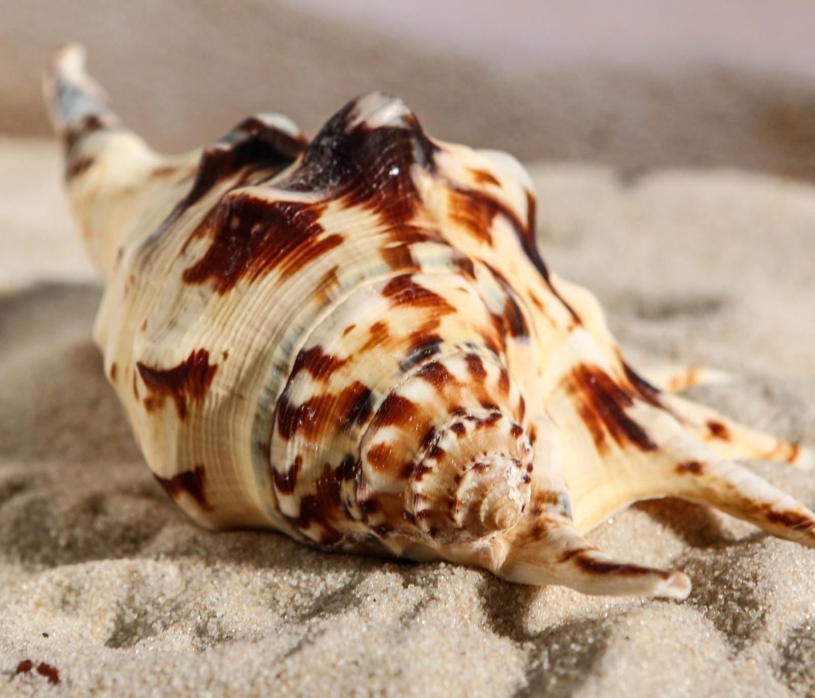 Ракушка декоративная, 7-11 см