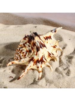 Ракушка декоративная, 7-11 см