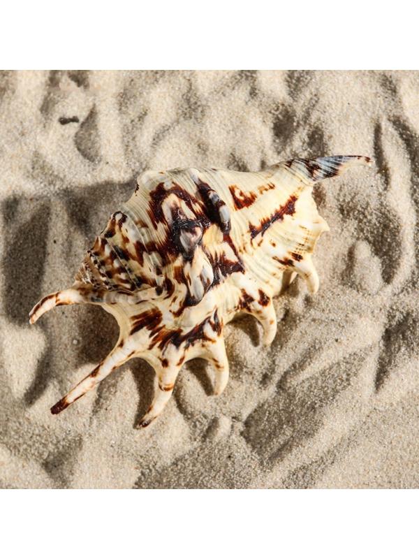 Ракушка декоративная, 7-11 см