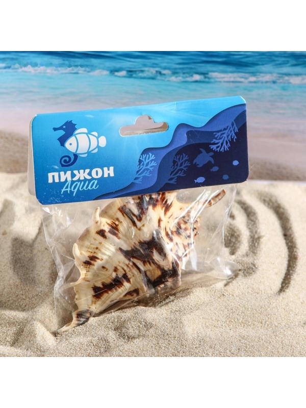 Ракушка декоративная, 7-11 см