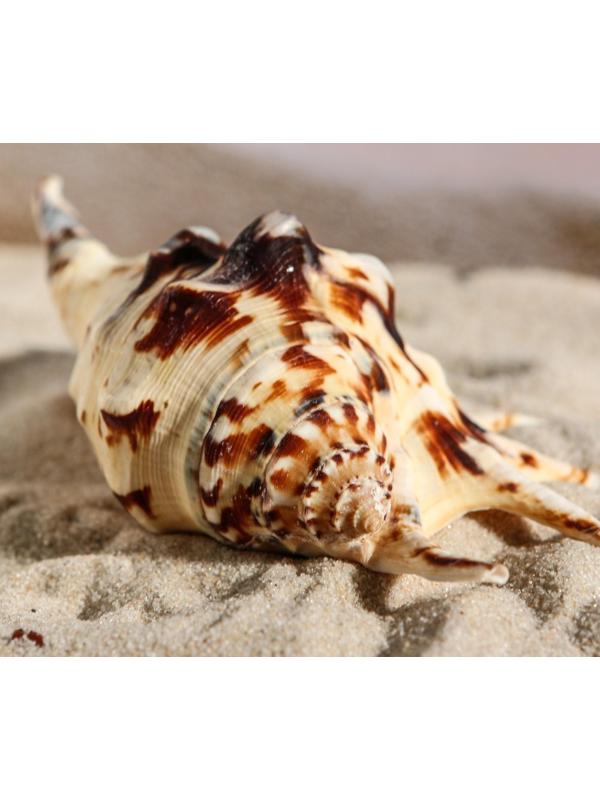 Ракушка декоративная, 7-11 см